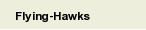 Flying-Hawks